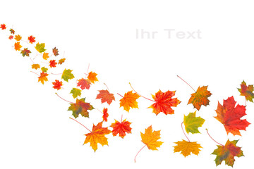 Bunte Herbstblätter auf weißem Hintergrund