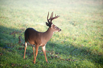 White-tailed deer buck in a meadow