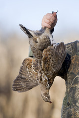 Ruffed Grouse