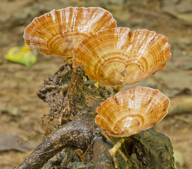 mushroom in the forest