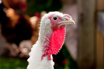 Head from turkey with white feathers