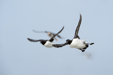 Several Guillemots flying towards against a blue sky.