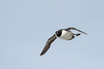 Flying Guillemot against blue sky.