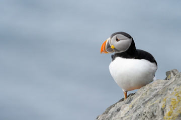 Atlantic Puffin on cliff