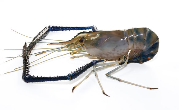 Giant Freshwater Prawn