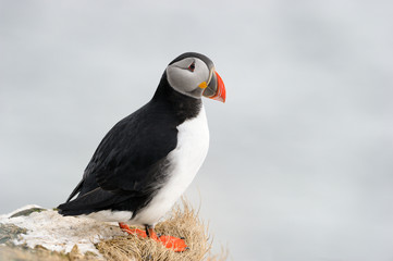 Atlantic Puffin on cliff