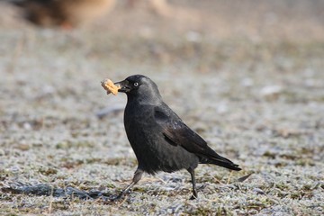 Jackdaw (Corvus monedula) looking for food. Winter - spring.