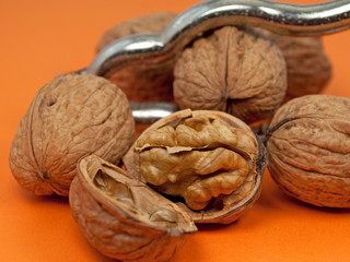 Walnüsse - Juglans regia