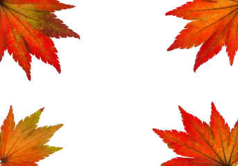 Bunte Herbstblätter