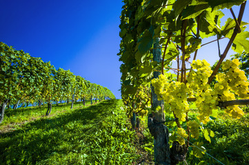 Fototapeta na wymiar Weintrtauben na winorośli w winnicy