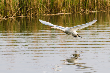 One swan flying