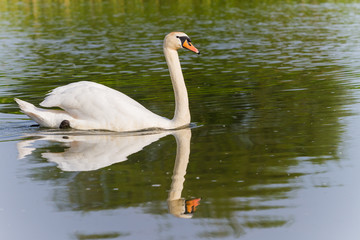 One swan swimming