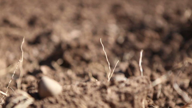 Ground