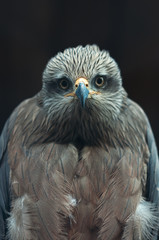 Common buzzard