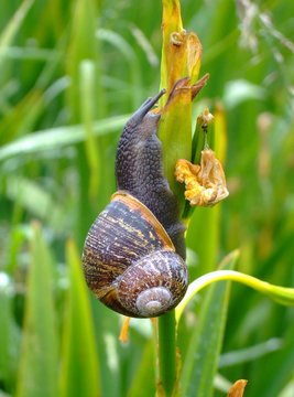 Garden Snail