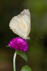 Farfalla - (Ascia monuste linnaeus)