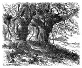 Obraz premium BigTrees & Rabbits