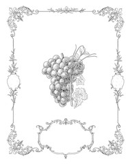Grapes illustration