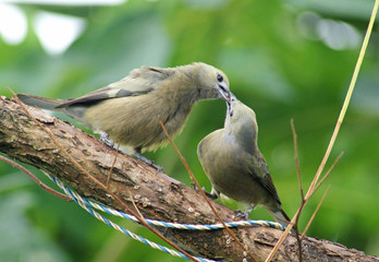 Tangara eveque 2