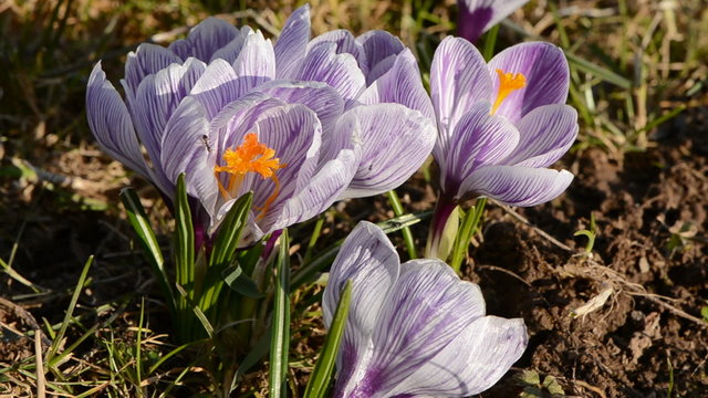 early spring crocus blossoms and wind