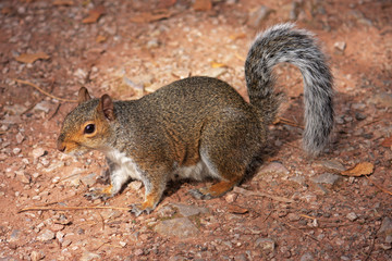 squirrel
