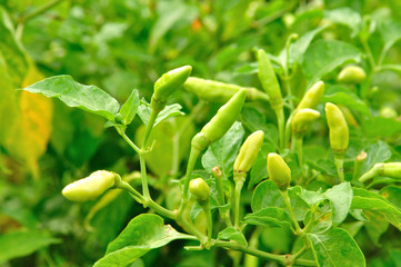 Green chilli papper plant