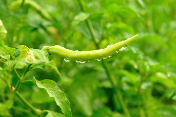 Green chilli whit water drop after rain fall