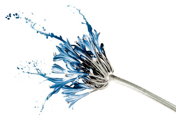 blue flower with splashes - Powered by Adobe