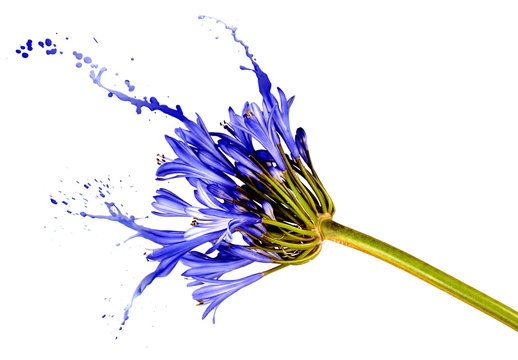 Fototapeta blue flower with splashes