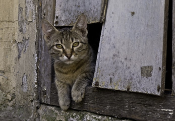 stray cat