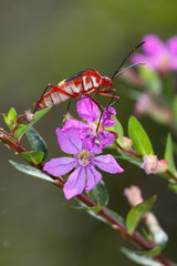 Cimice - (Dysdercus albofasciatus)