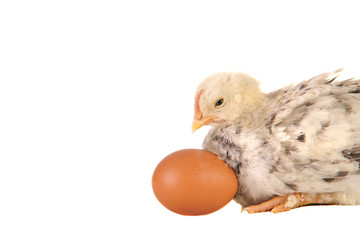 Obraz premium Kücken mit Ei