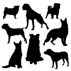 Vector silhouettes of dogs of different breeds