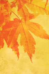 Old, stained, dreamy, autumnal background