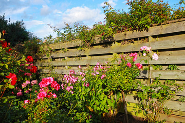 Fototapeta na wymiar Beautiful garden with roses
