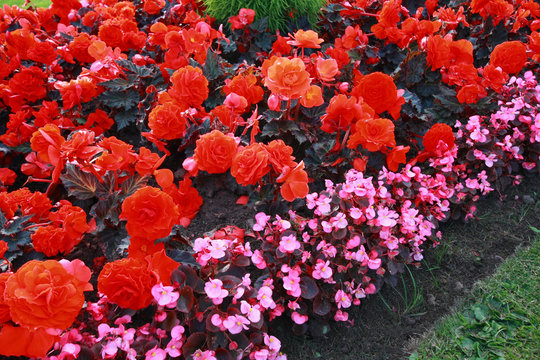Beautiful flower bed with begonia flowers
