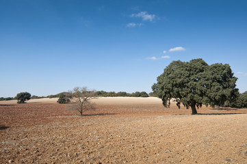 Dehesa in an agricultural landscape