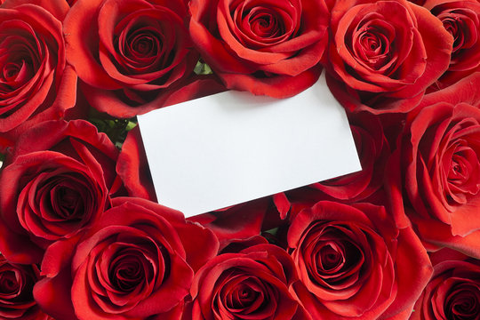 Blank white gift card on a red rose Valentine