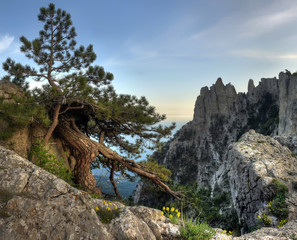 Crimea Pines