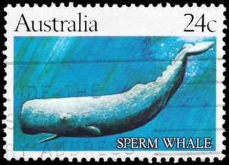 AUSTRALIA - CIRCA 1982 Sperm Whale