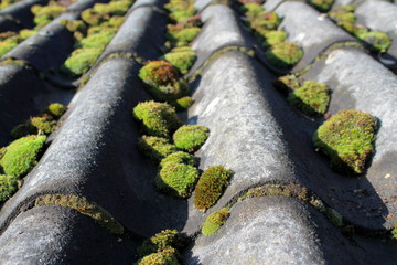 Old mossy eternit roof