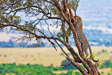 Wild leopard on the Maasai Mara, Kenya, Africa - obrazy, fototapety, plakaty