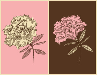 Azaleas. Vintage floral design. Vector illustration.