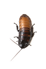 Madagascar hissing cockroach