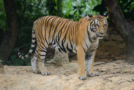 tiger in its natural habitat