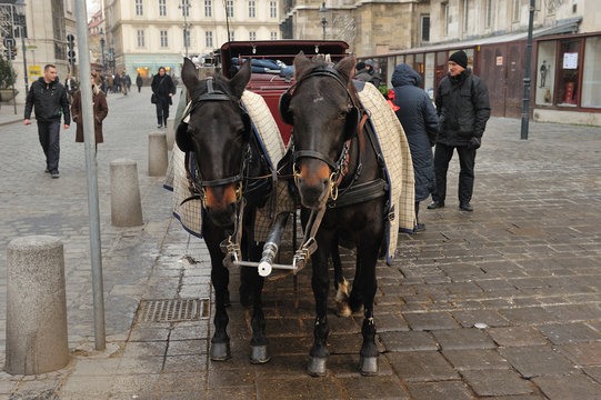 Cavalli in carrozza
