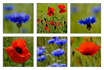 Collage of poppies and cornflowers