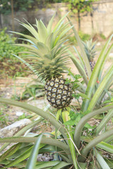 Pineapple Plant and Fruit