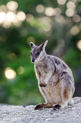 グラナイト渓谷のロックワラビー