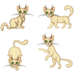 Kitten in different poses